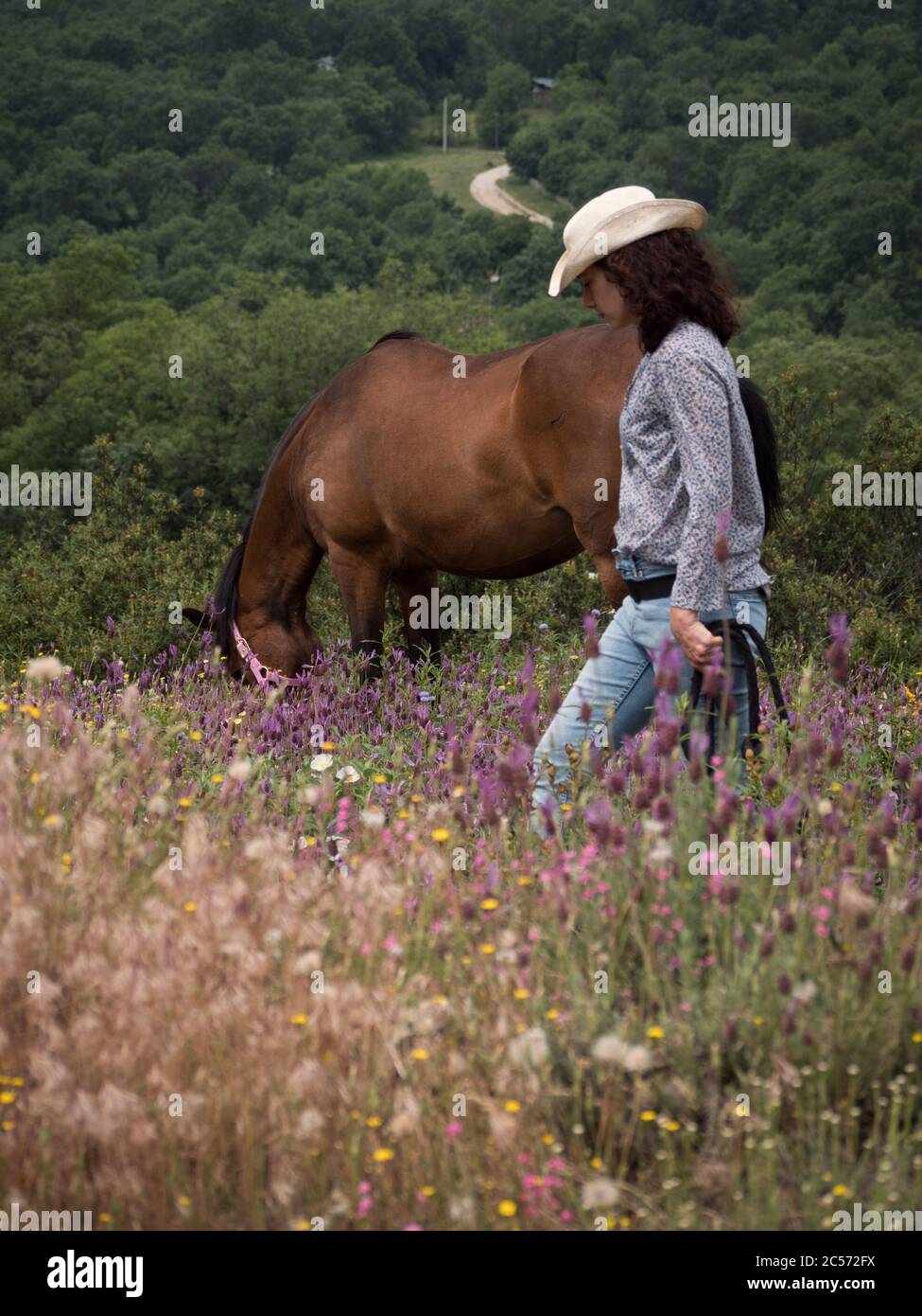Weibliche Westernreiterin mit weißem Hut und Kastanienstute grasen in Lavendelwiese. Stockfoto