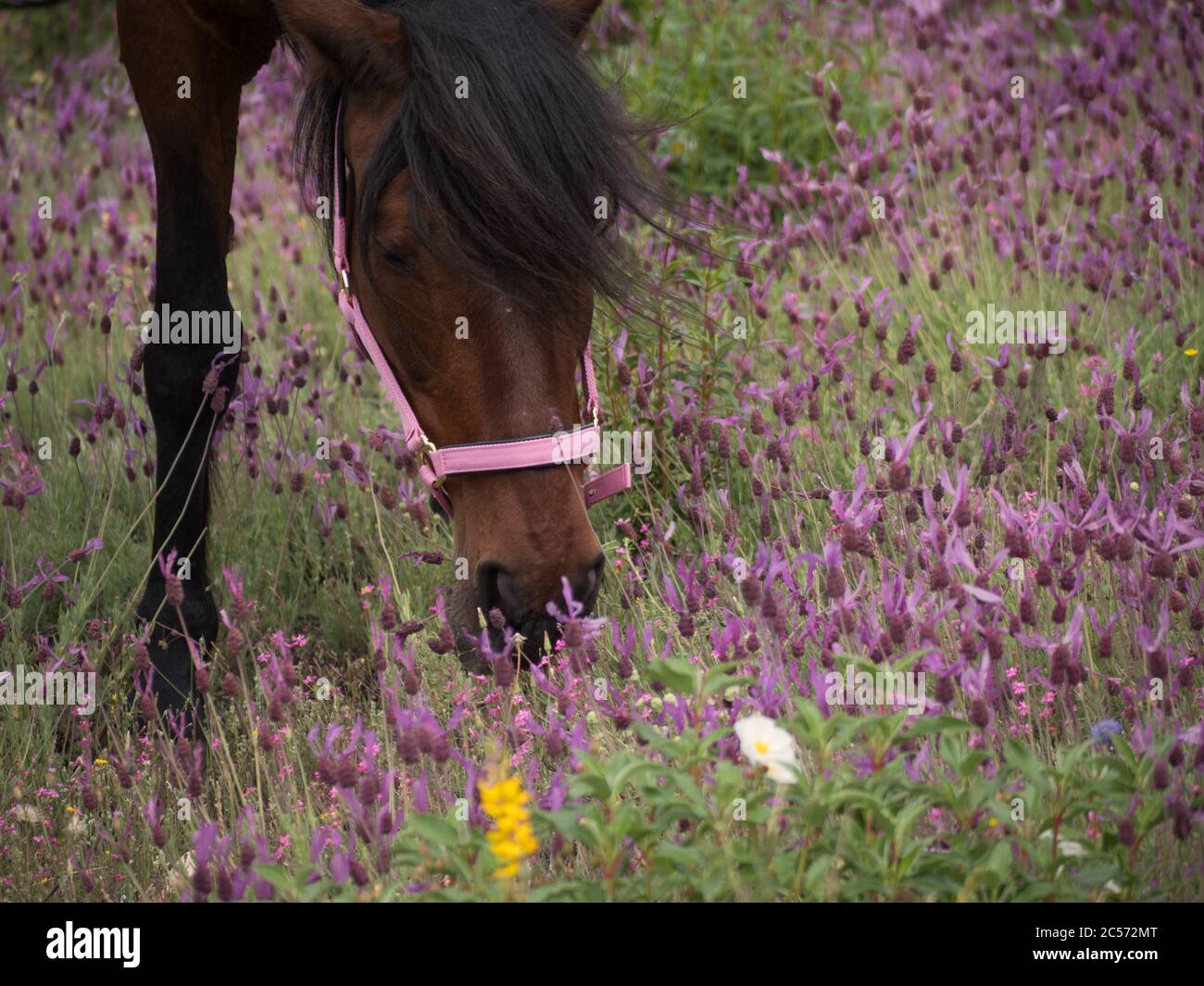 Andalusische Stute mit rosa Halfter auf Weide in einer Lavendelwiese. Stockfoto