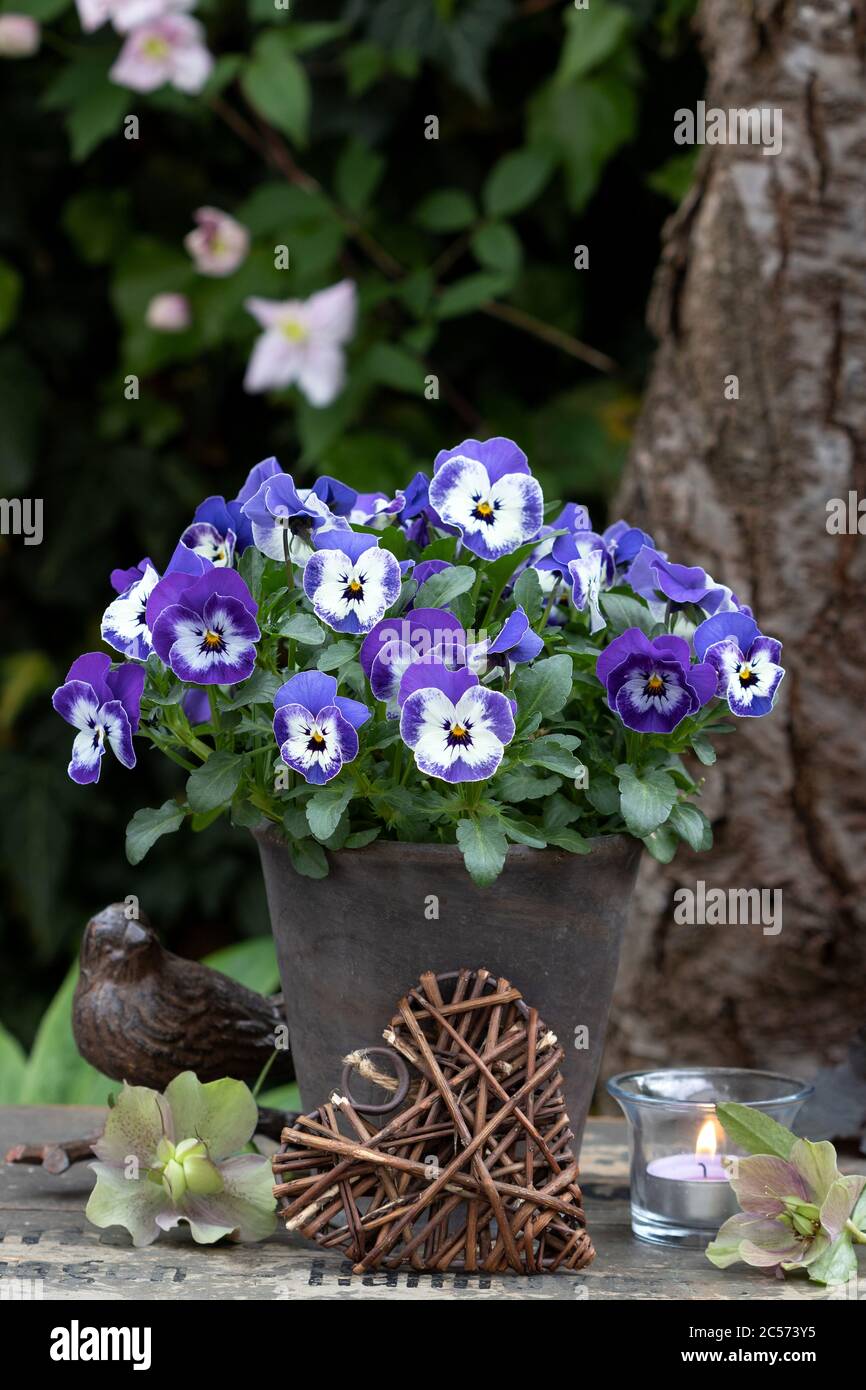 Frühlingsgarten Dekoration mit Viola Blumen im Topf Stockfoto