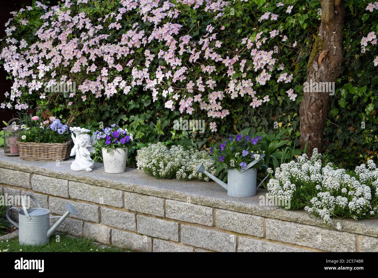 Frühlingsgarten Dekoration mit Viola Blumen in Pflanztöpfen und Clematis montana Stockfoto