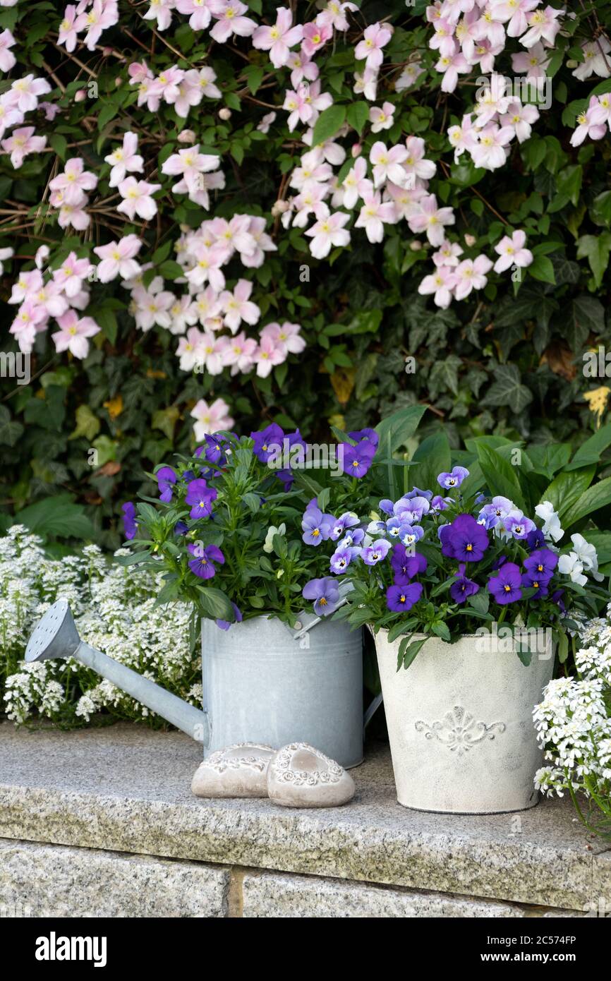 Frühlingsgarten Dekoration mit Viola Blumen in Pflanztöpfen Stockfoto
