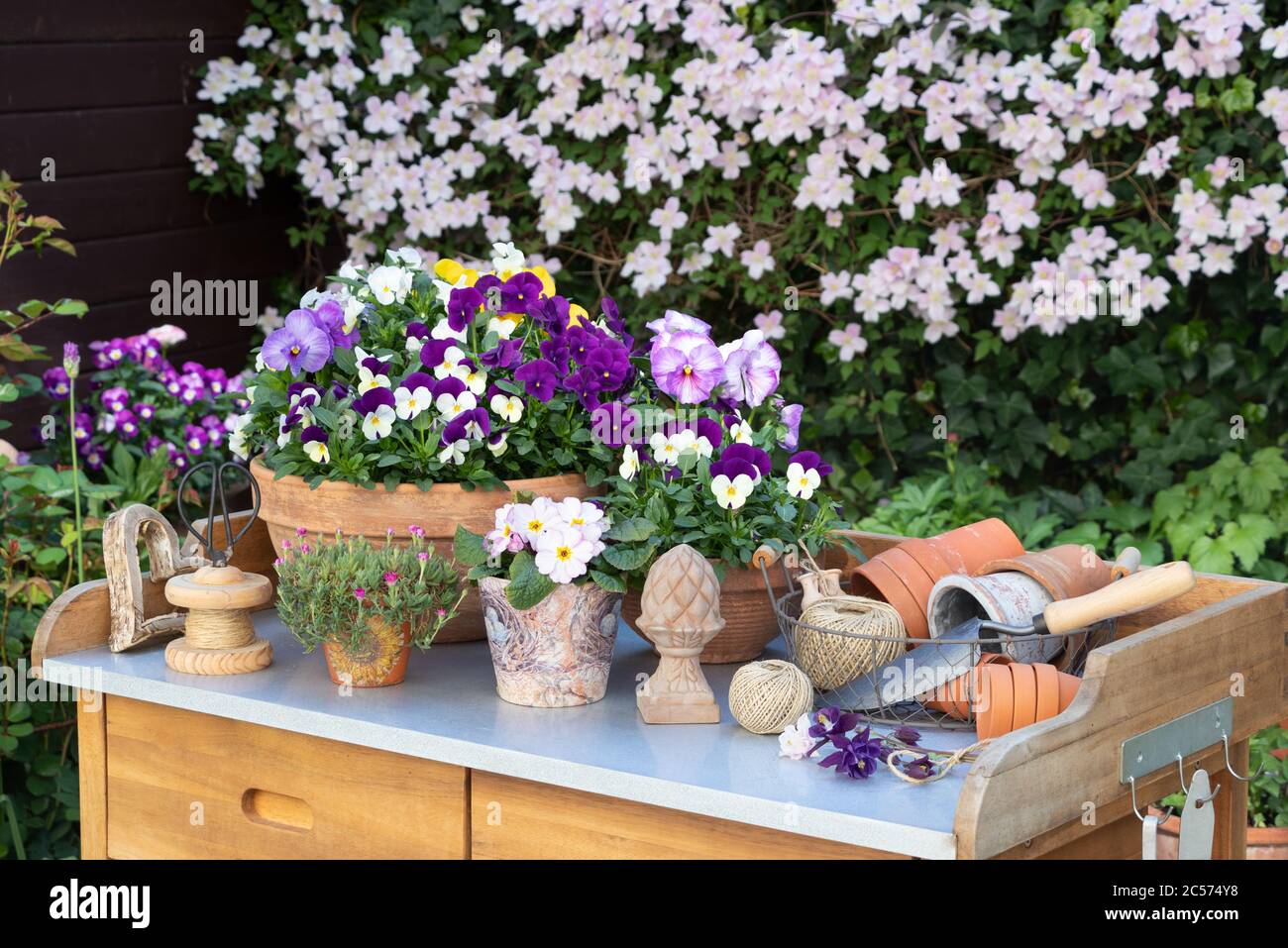 Pflanzentisch mit violetten Viola-Blüten und rosa Clematis montana Im Frühlingsgarten Stockfoto