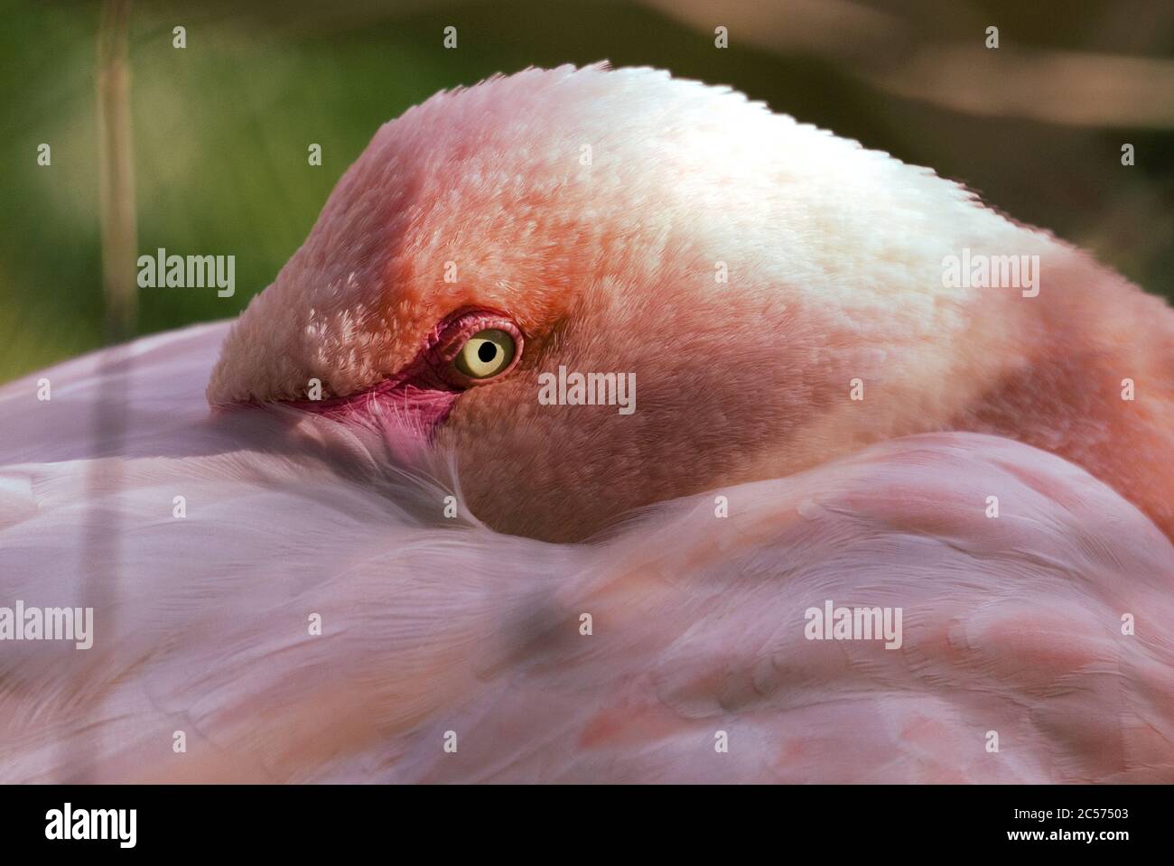 Mehr Flamingo, Phoenicopterus roseus, schöne Wasser Vogel aus dem südlichen Afrika Küste, Walvis Bay, Namibia. Stockfoto
