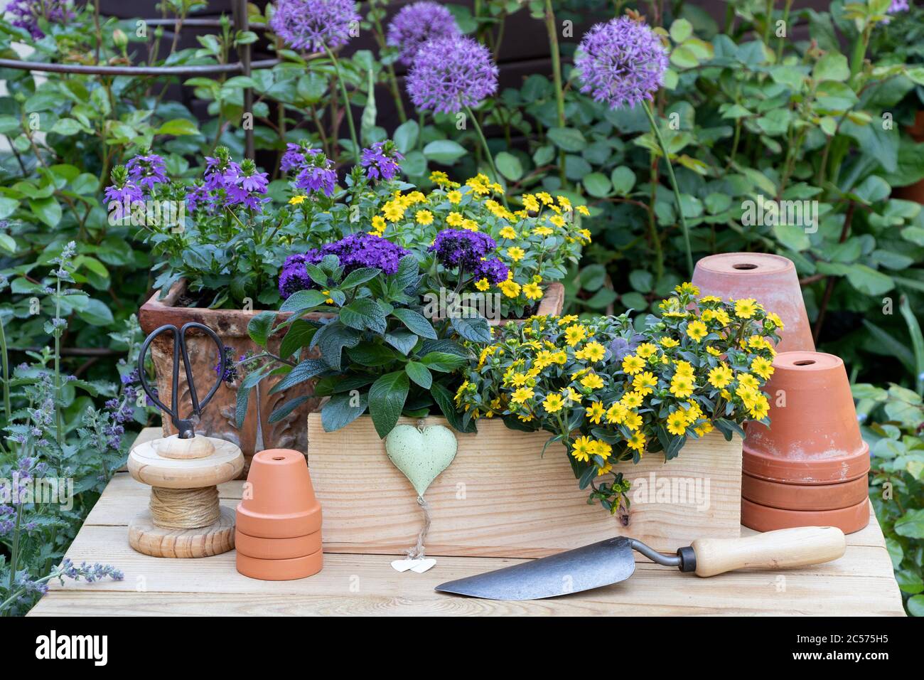 Rustikale Gartendekoration mit Sommerblumen in lila und gelb und Terrakotta-Töpfen Stockfoto