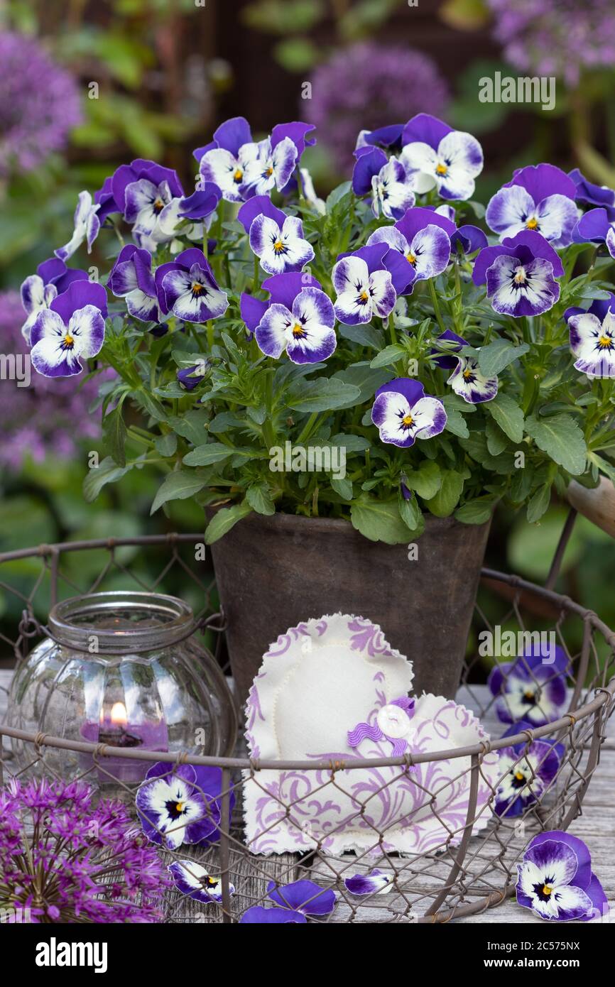 Gartenfrühlingsdekoration mit Viola-Blüten in weiß und lila in Terrakotta-Pflanzentopf Stockfoto