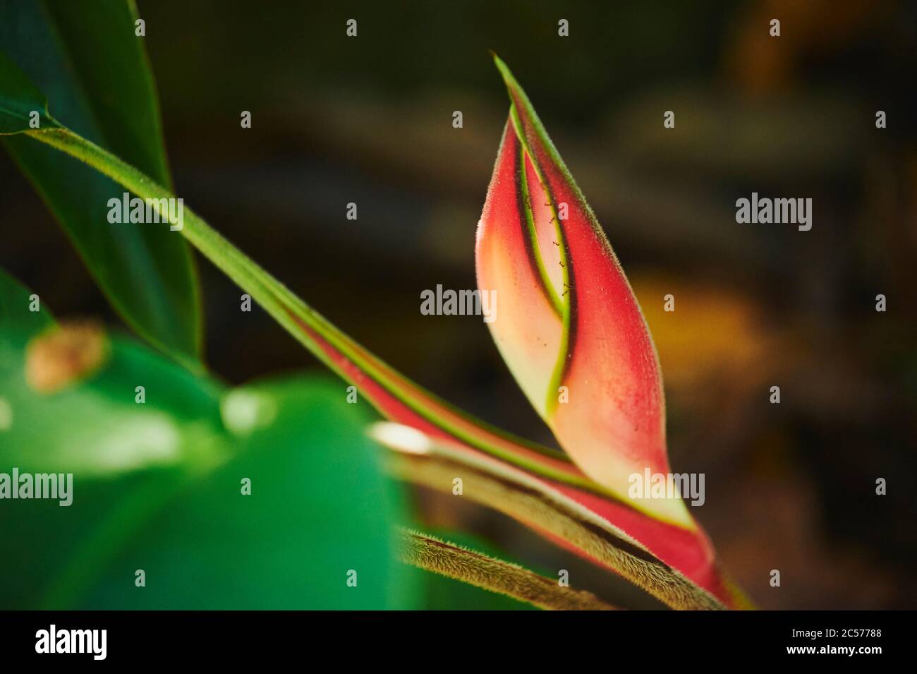 Heliconia (Heliconia rostrata), blühend, Hawaii, Aloha State, Vereinigte Staaten Stockfoto