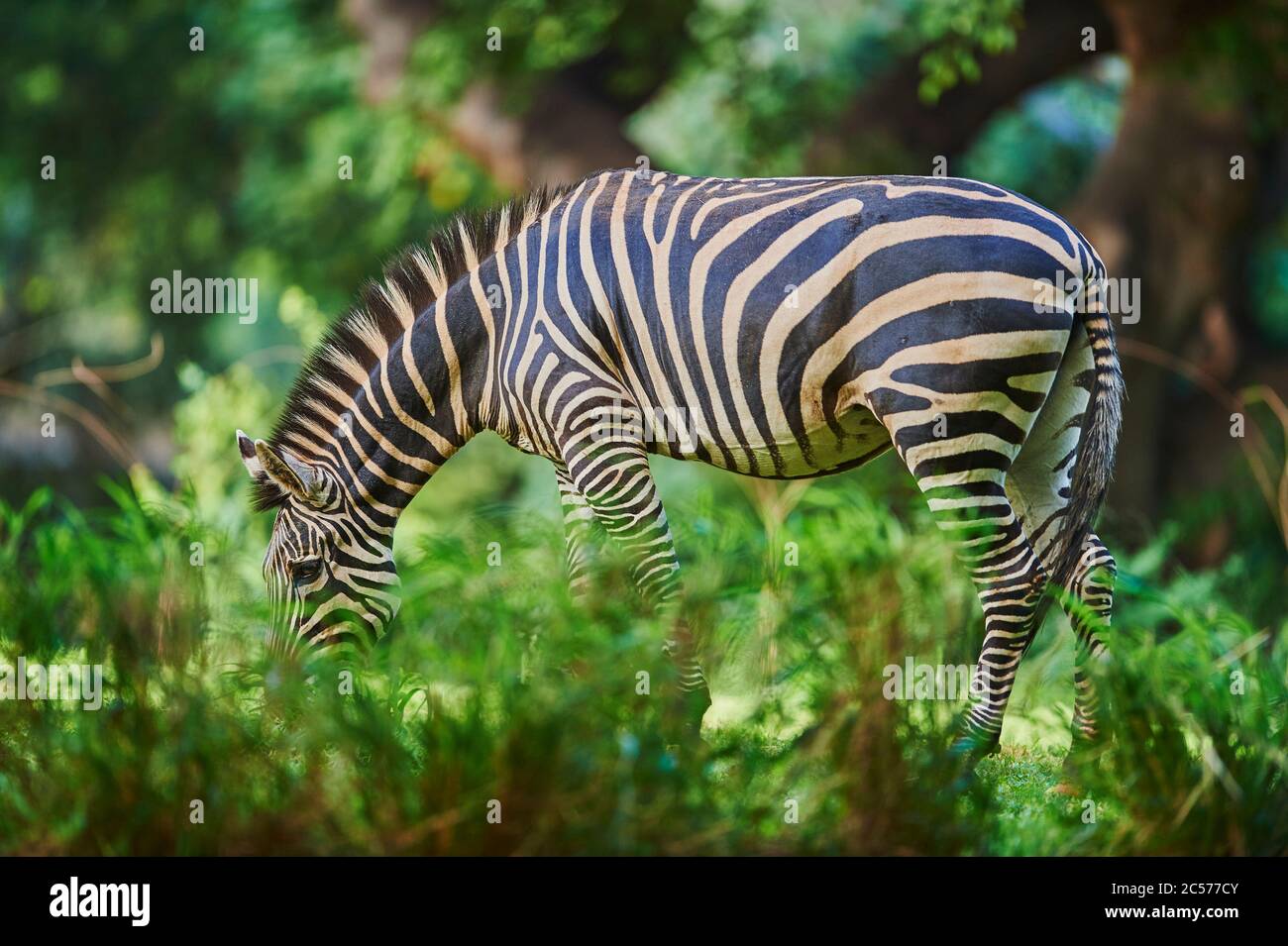 Steppenzebra (Equus quagga) in Savanne, Captive, Hawaii, USA Stockfoto