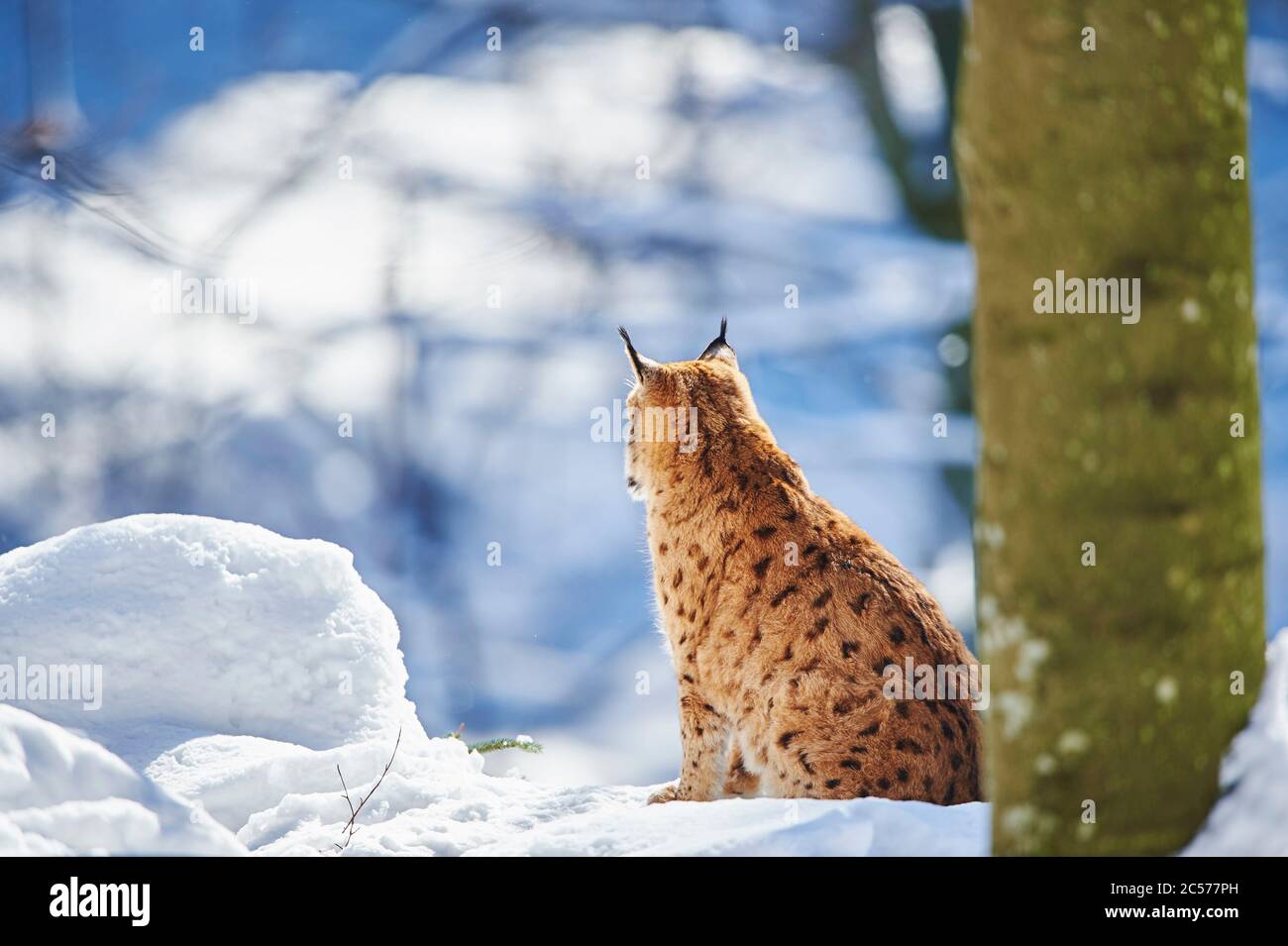 Europäischer Luchs (Luchs Luchs) im Winter, seitlich sitzend, Bayernn-Wald-Nationalpark, Bayern, Deutschland Stockfoto