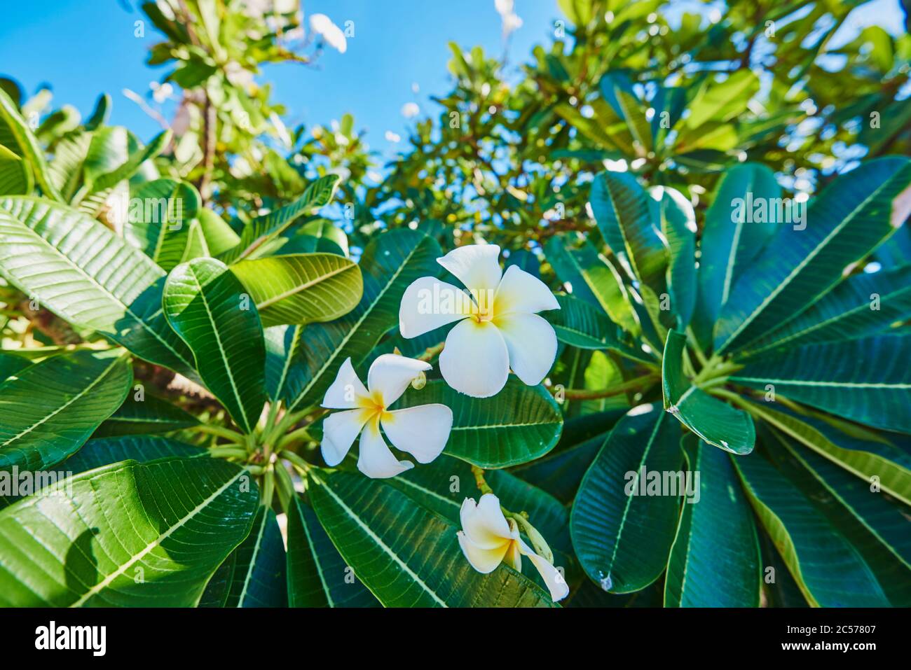 Gottespflanze, Frangipani (Plumeria), Hawaii, Aloha State, Vereinigte Staaten Stockfoto