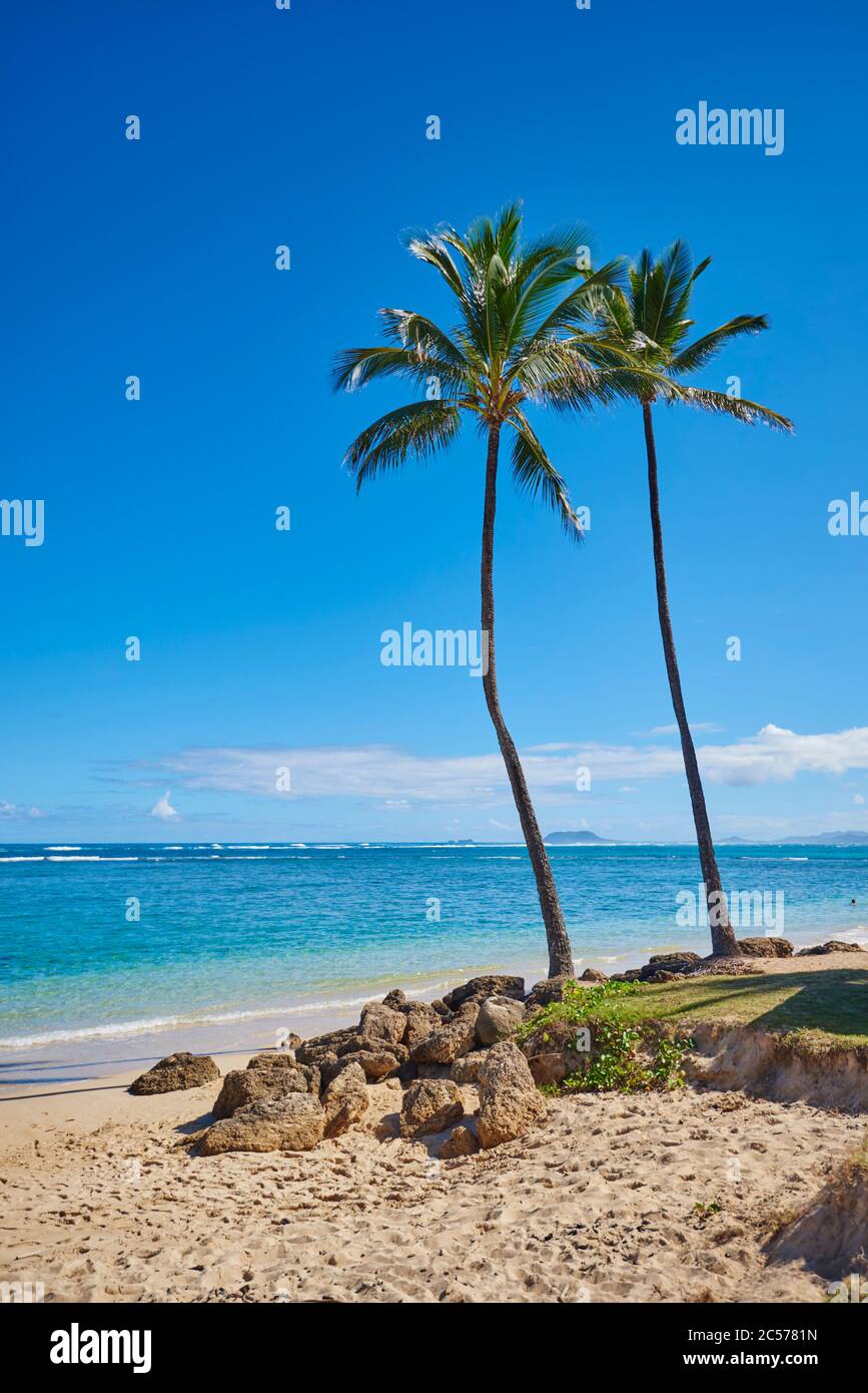 Kokospalmen oder Kokospalmen (Cocos nucifera), Hanauma Bay, Hawaii, USA Stockfoto
