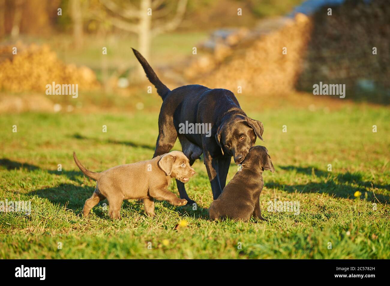Labrador Retriever, Welpe, Muttertier, stehend, seitlich, frontal, Blick auf Kamera, Wiese, Deutschland Stockfoto