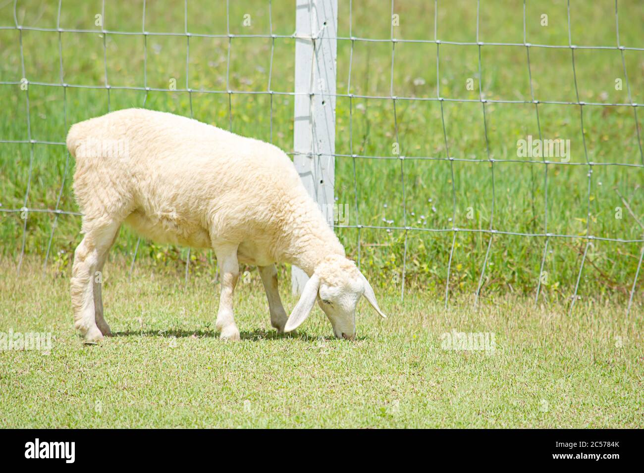 Die weißen Schafe essen Gras auf dem Bauernhof. Stockfoto