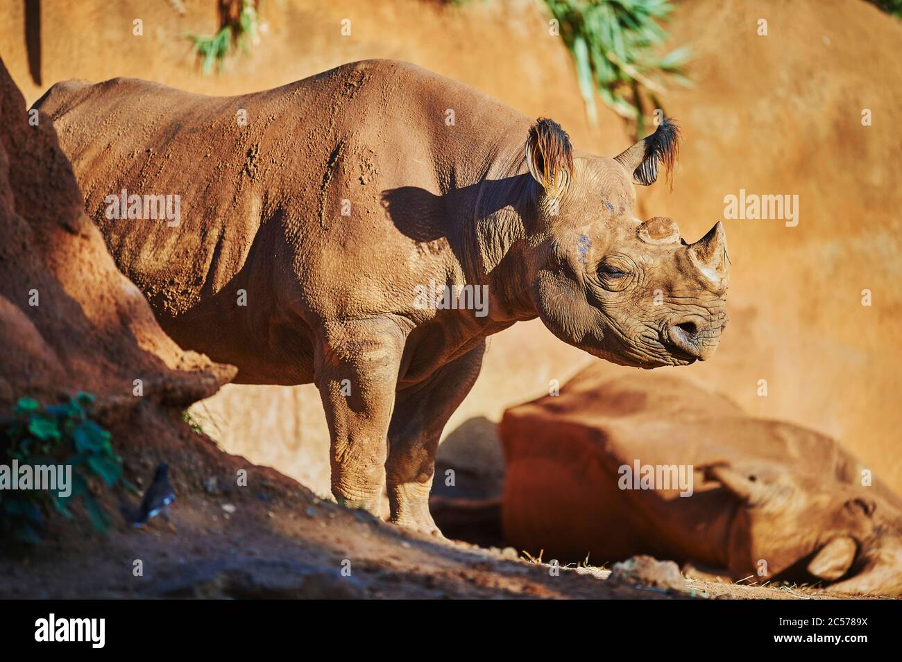 Weißes Nashorn, Ceratotherium simum simum, Sand, seitlich stehend Stockfoto