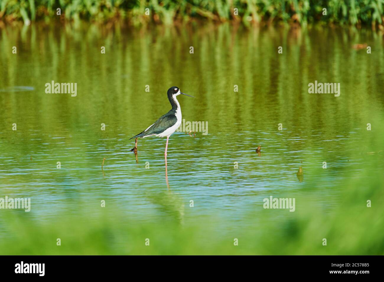 Stelzenläufer, Himantopus himantopus, Erwachsene, Wandern im Meer, Hawaii, Aloha State, USA Stockfoto