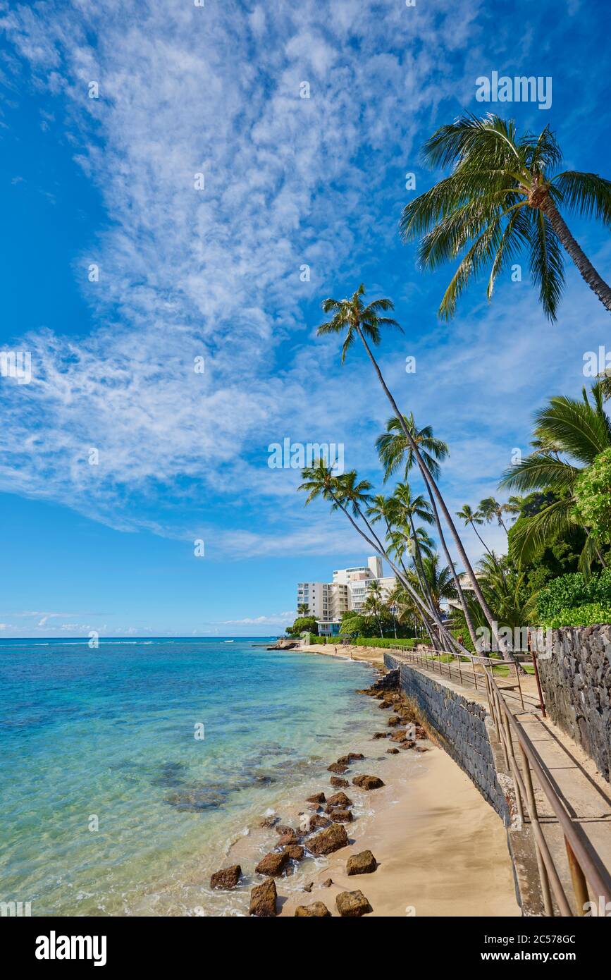 Kokospalmen oder Kokospalmen (Cocos nucifera), K?hallo? Strand, Honolulu, Honolulu, Hawaii, Usa Stockfoto