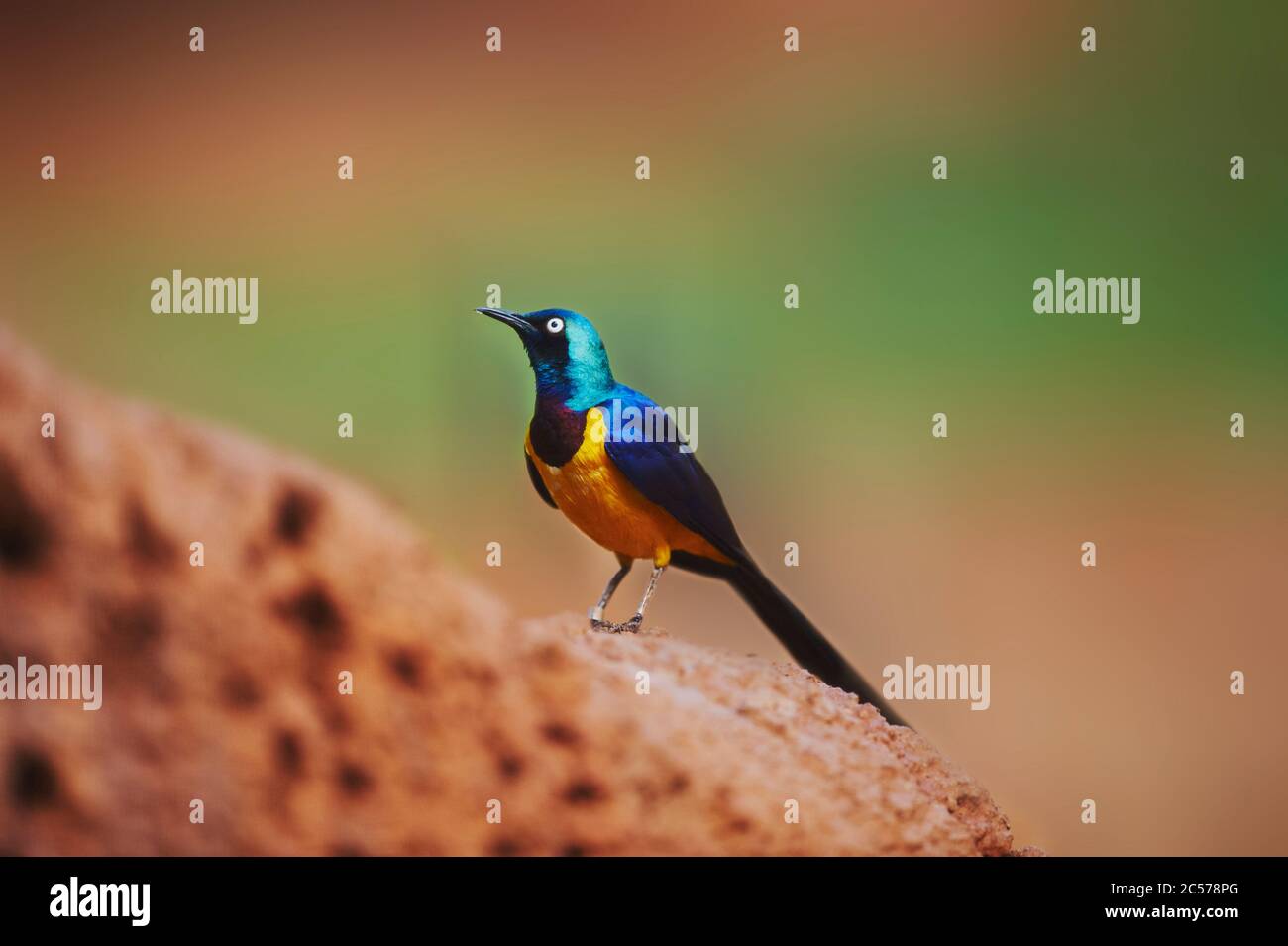 King Shine (Lamprotornis regius), Sitting Sideways, Hawaii, Aloha State, USA Stockfoto