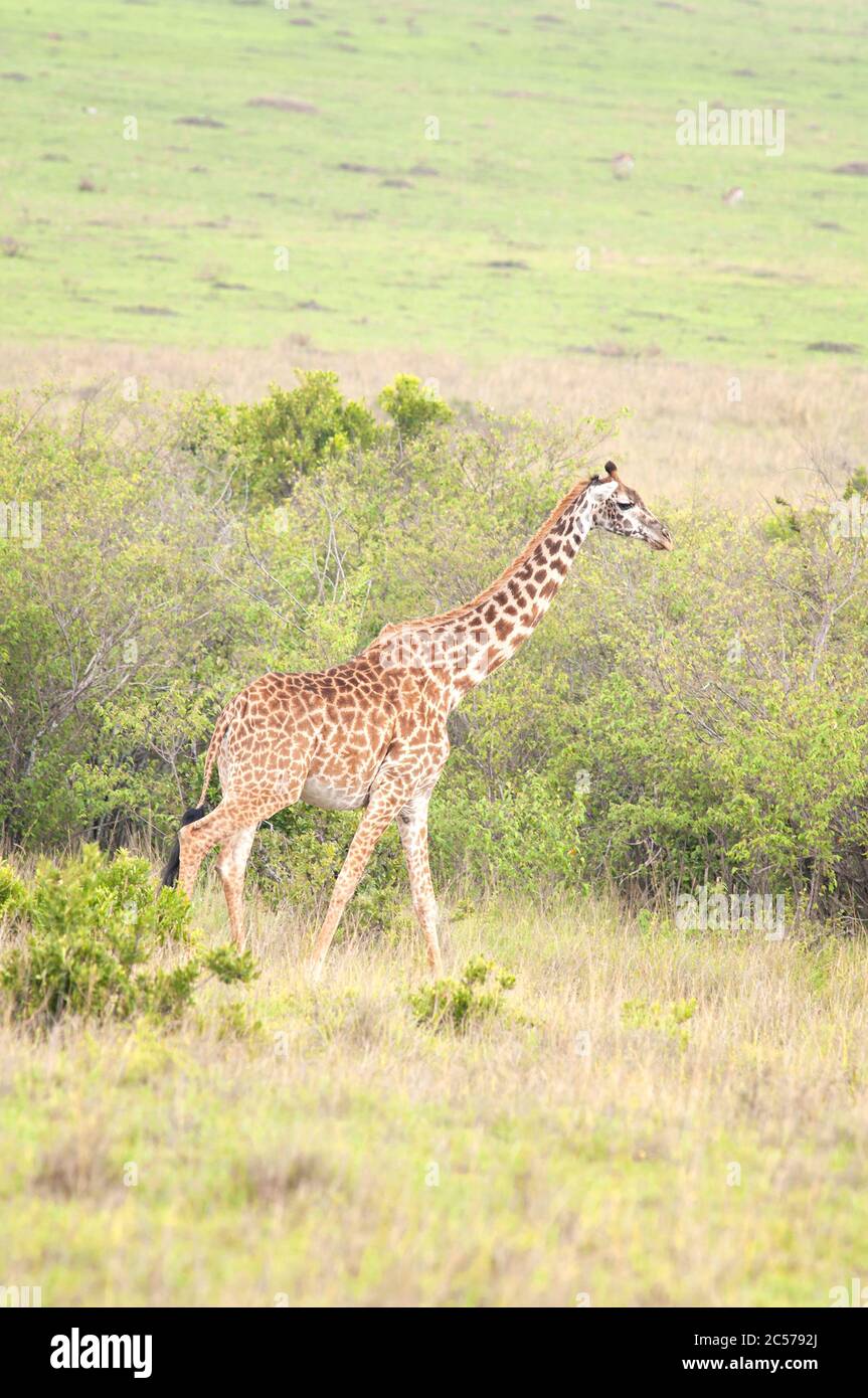 Masai Giraffe, Giraffa camelopardalis, weiblich im Masai Mara National Reserve. Kenia. Afrika. Stockfoto