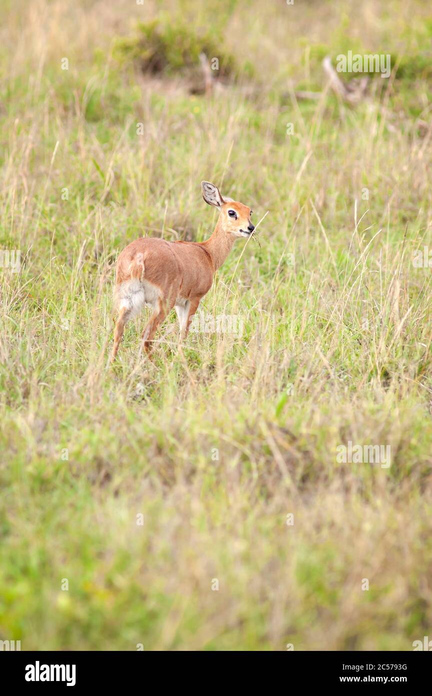 Steenbok oder steinbuck, Raphicerus campestris, Weibchen, die im Masai Mara National Reserve Futter finden. Kenia. Afrika. Stockfoto