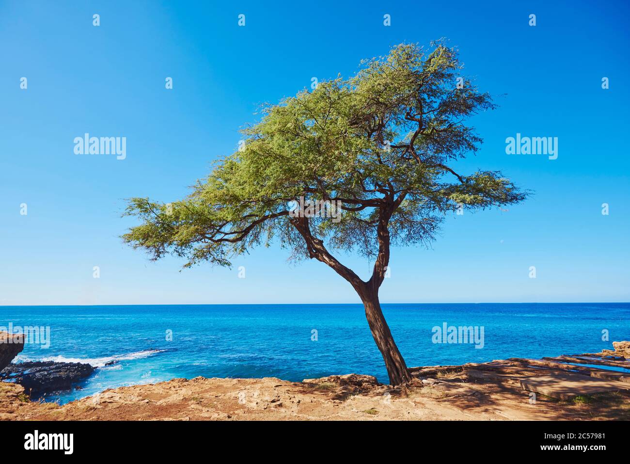 Akazie, schwarze Heuschrecke (Robinia pseudoacaccia), Baumstamm, Kahe Point Beach Park, Hawaii, Aloha State, USA Stockfoto