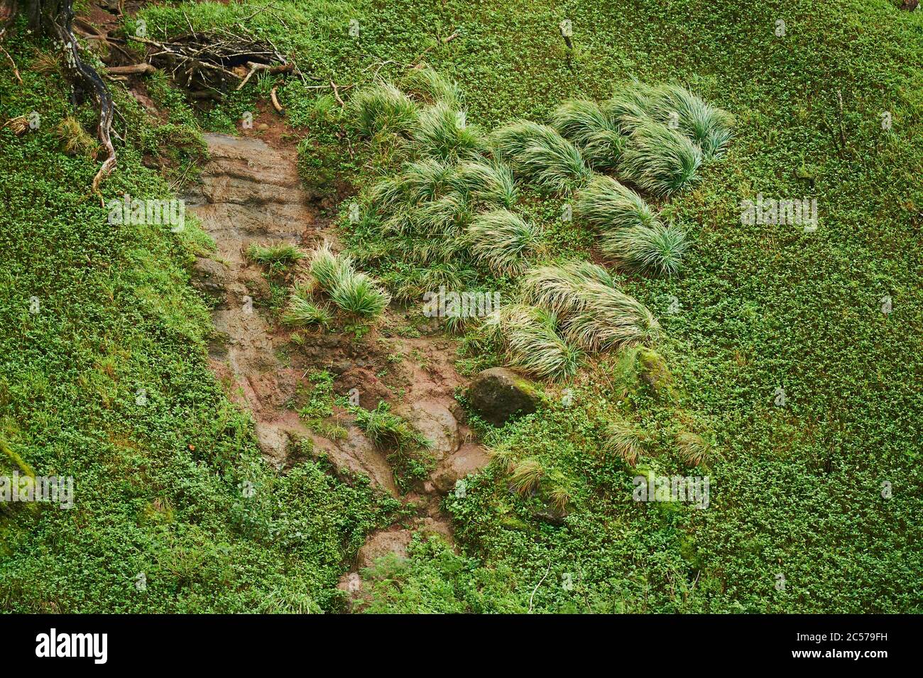 Vegetation am Nu'uanu Pali Aussichtspunkt, Hawaii Insel Oahu, Oahu, Hawaii, Aloha Staat, USA Stockfoto