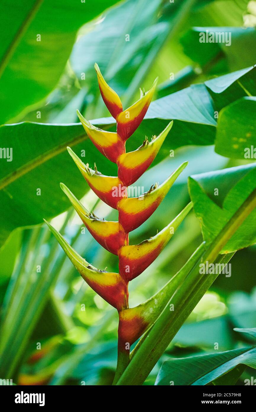 Heliconia (Heliconia rostrata), blühend, Hawaii, Aloha State, Vereinigte Staaten Stockfoto