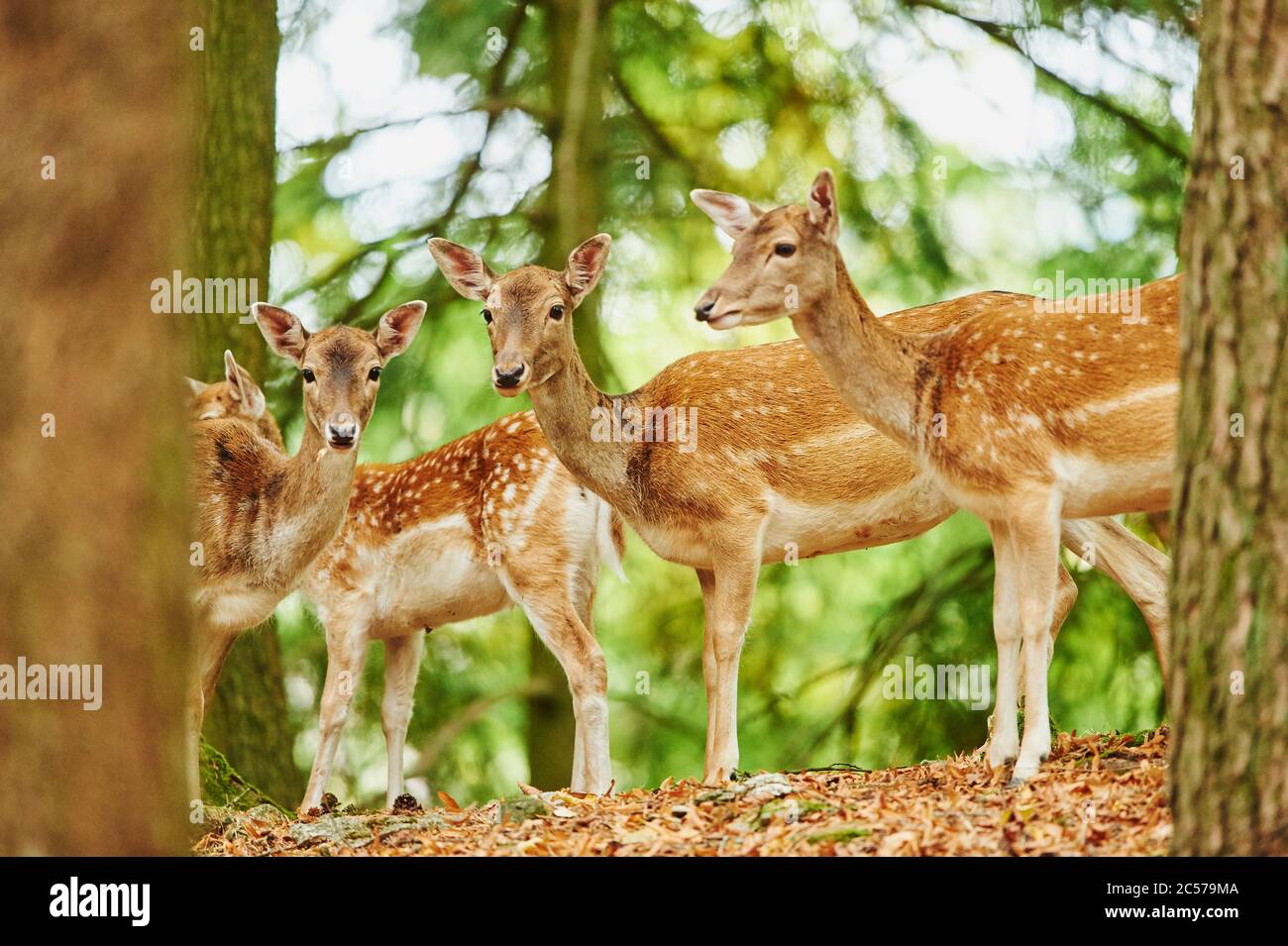 Damwild, dama dama, Hinterkopf, Wald, seitlich stehend, Kamera anblickend, Bayern, Deutschland Stockfoto