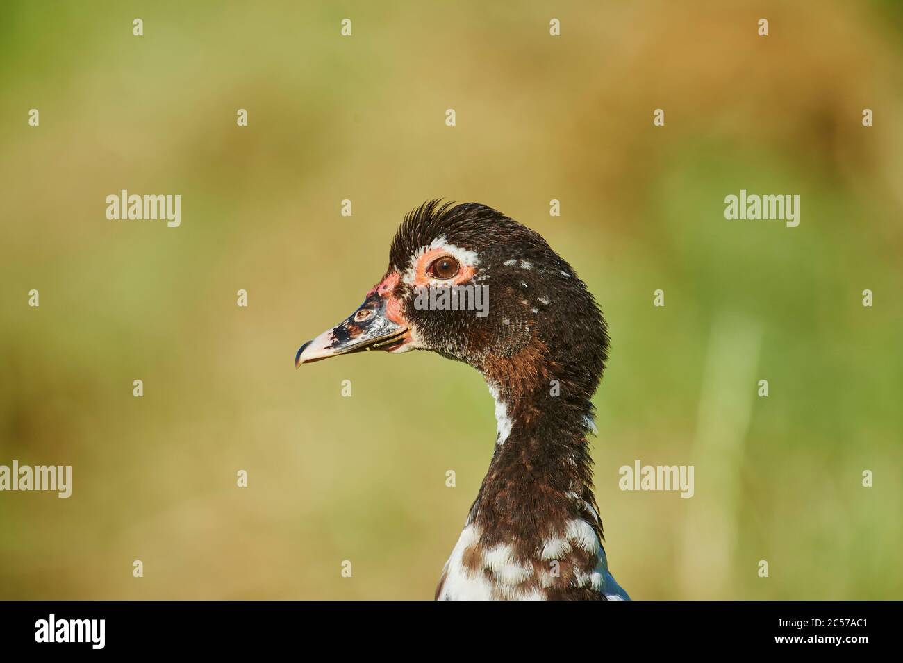 Moschusente, Cairina moschata, Wiese, seitlich, stehend, schauende Kamera, Hawaii, Aloha State, USA Stockfoto