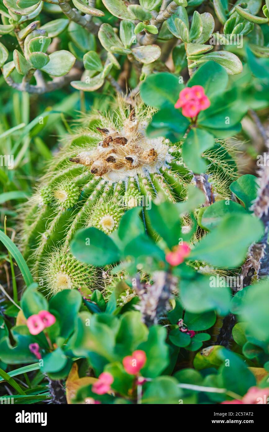 Goldkugelkaktus, Schwiegermutter (Echinocactus grusonii), wächst, Hawaii, Aloha State, Vereinigte Staaten Stockfoto
