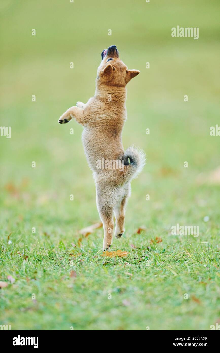 Shiba (Shibainu oder Shibaken) Welpe, springen, Vollkörper, seitwärts, Bayern, Deutschland Stockfoto