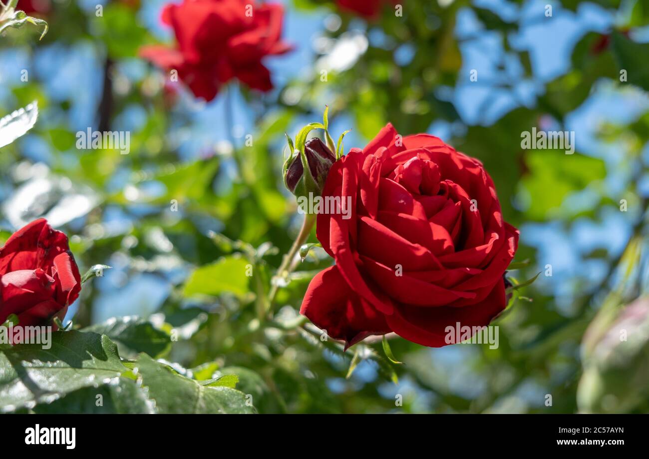 Schöne rote Rose blüht im Sommergarten. Rosen Blumen wachsen im Freien, Natur, blühende Blume Hintergrund. Stockfoto