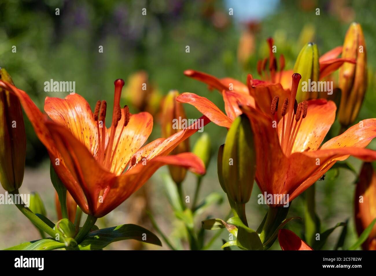 Orangene Lilienblüte. Lilienblume im Garten Stockfoto