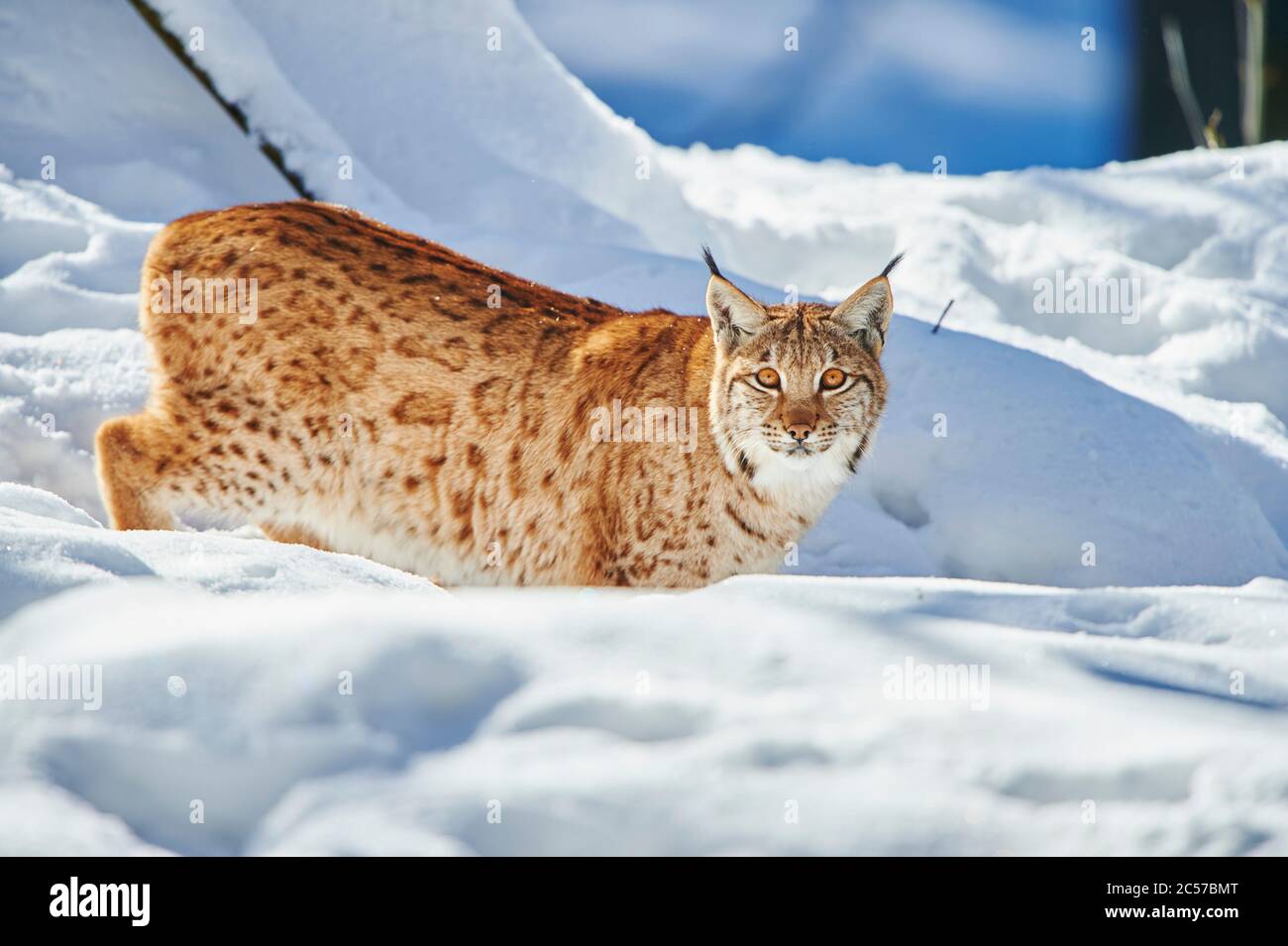 Europäischer Luchs (Luchs Luchs) im Winter, seitwärts, Wandern, Bayernner Wald Nationalpark, Bayern, Deutschland Stockfoto