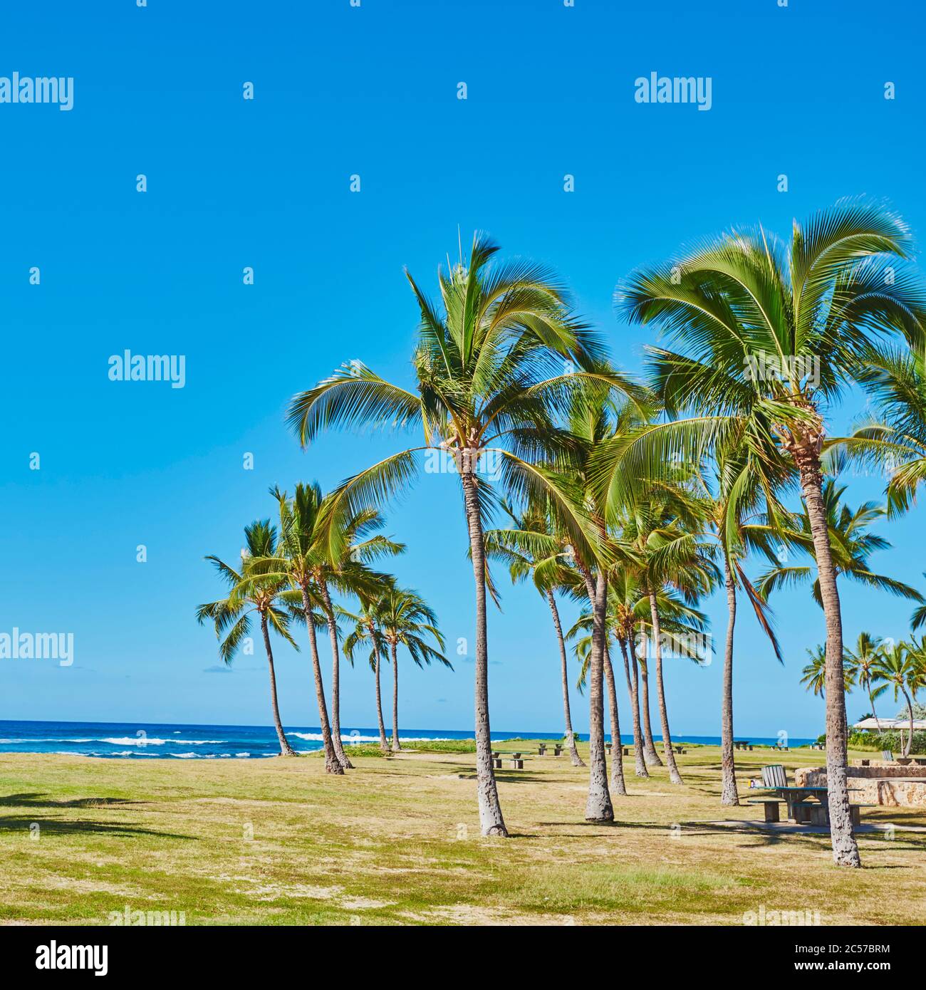 Kokospalme oder Kokospalme (Cocos nucifera), Maili Beach Park, Leeward Coast, Waikiki, Hawaii, USA Stockfoto