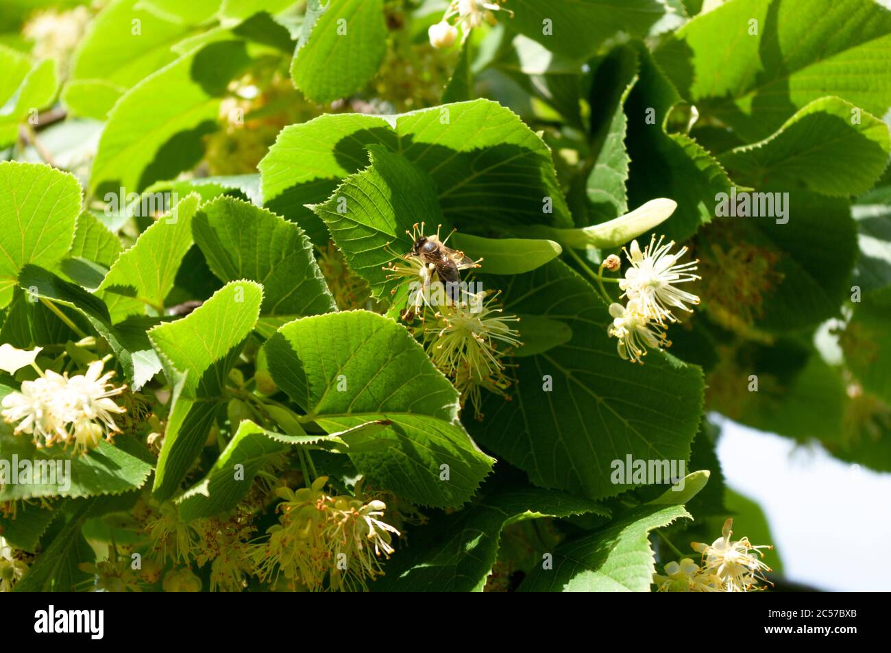 Honigbiene auf Limette, Lindenblüten. Blühender Baum, natürliche Heilkräuter. Stockfoto