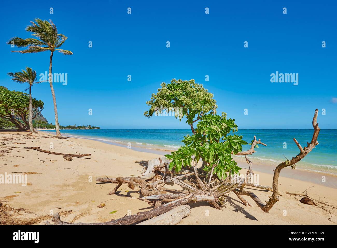 Kokospalmen oder Kokospalmen (Cocos nucifera), Kualoa Rock Beach am Kualoa Point und Mokoli'i Island, Hawaii, USA Stockfoto