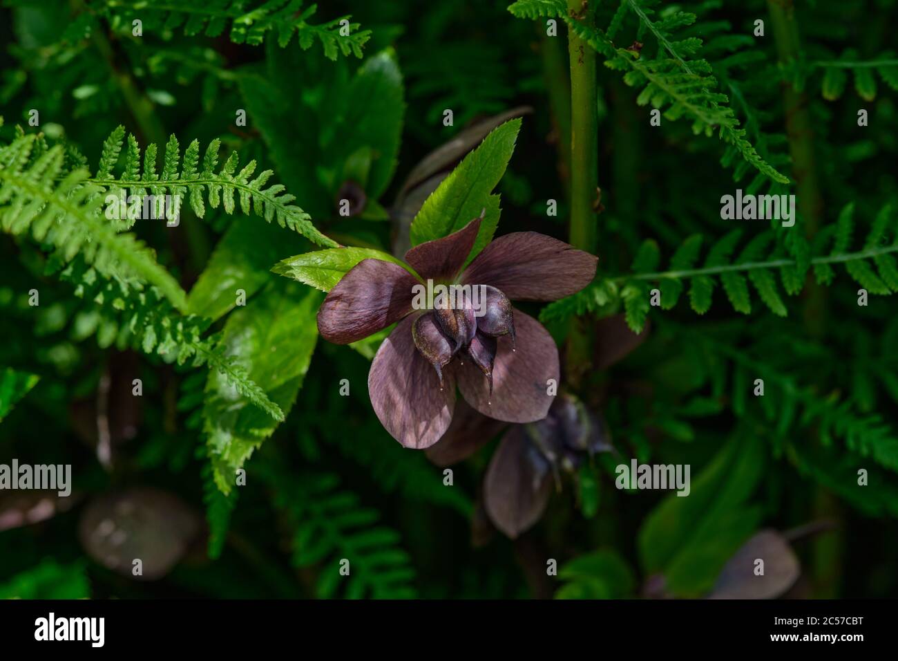 Hellebore Blume mit Samenkapseln Stockfoto