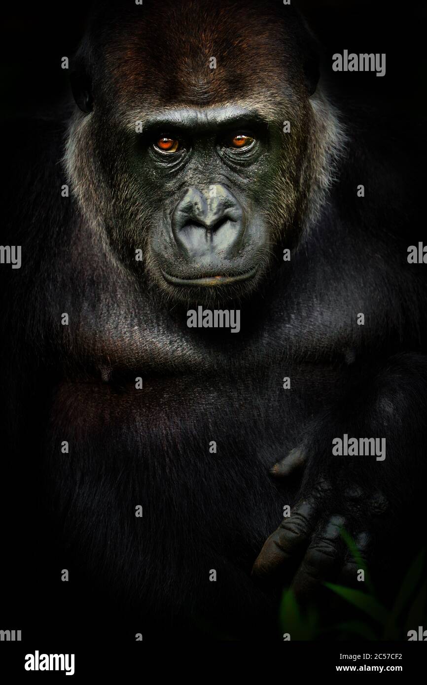 Dark Poster weiblicher Gorilla. Portrait monkey gorrila in der Farbe schwarz. Foto vom Tier leben. Stockfoto