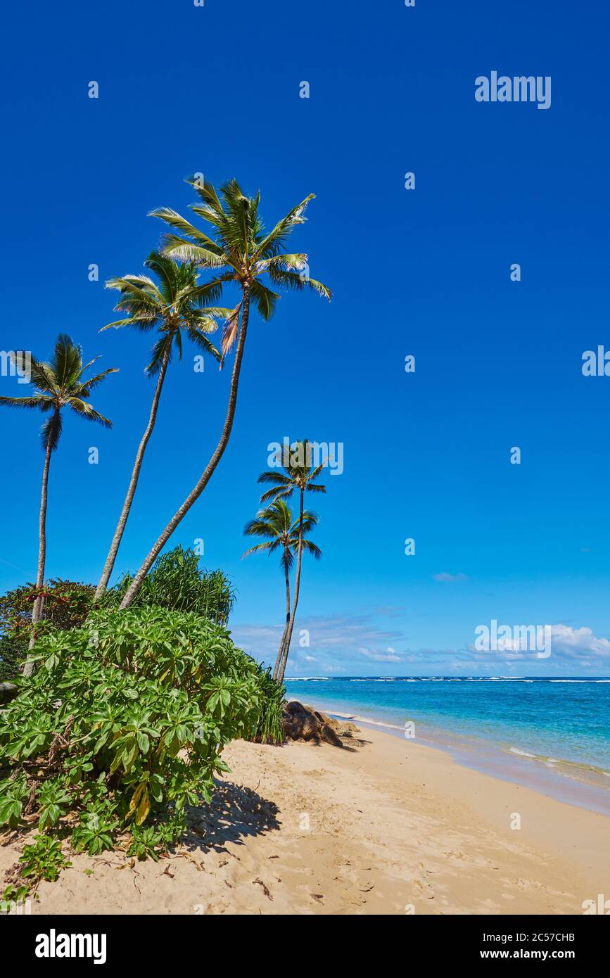 Kokospalmen oder Kokospalmen (Cocos nucifera), Hanauma Bay, Hawaii, USA Stockfoto
