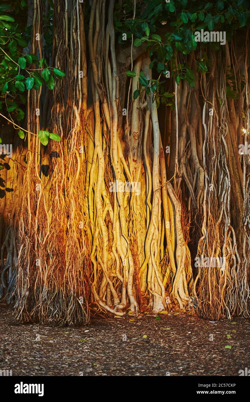 Banyan oder Feigenbäume (Ficus benghalensis) am Waikiki Beach, Honolulu, Hawaiian Island of Oahu, O'ahu, Hawaii, Aloha State, USA Stockfoto