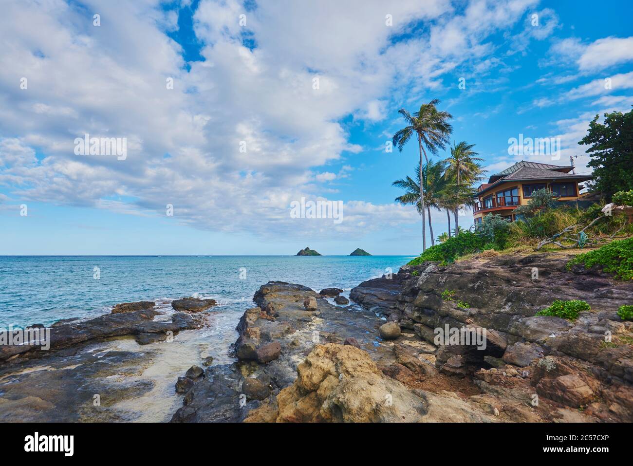 Kokospalmen oder Kokospalmen (Cocos nucifera), Kailua Beach Park, Hawaii, USA Stockfoto