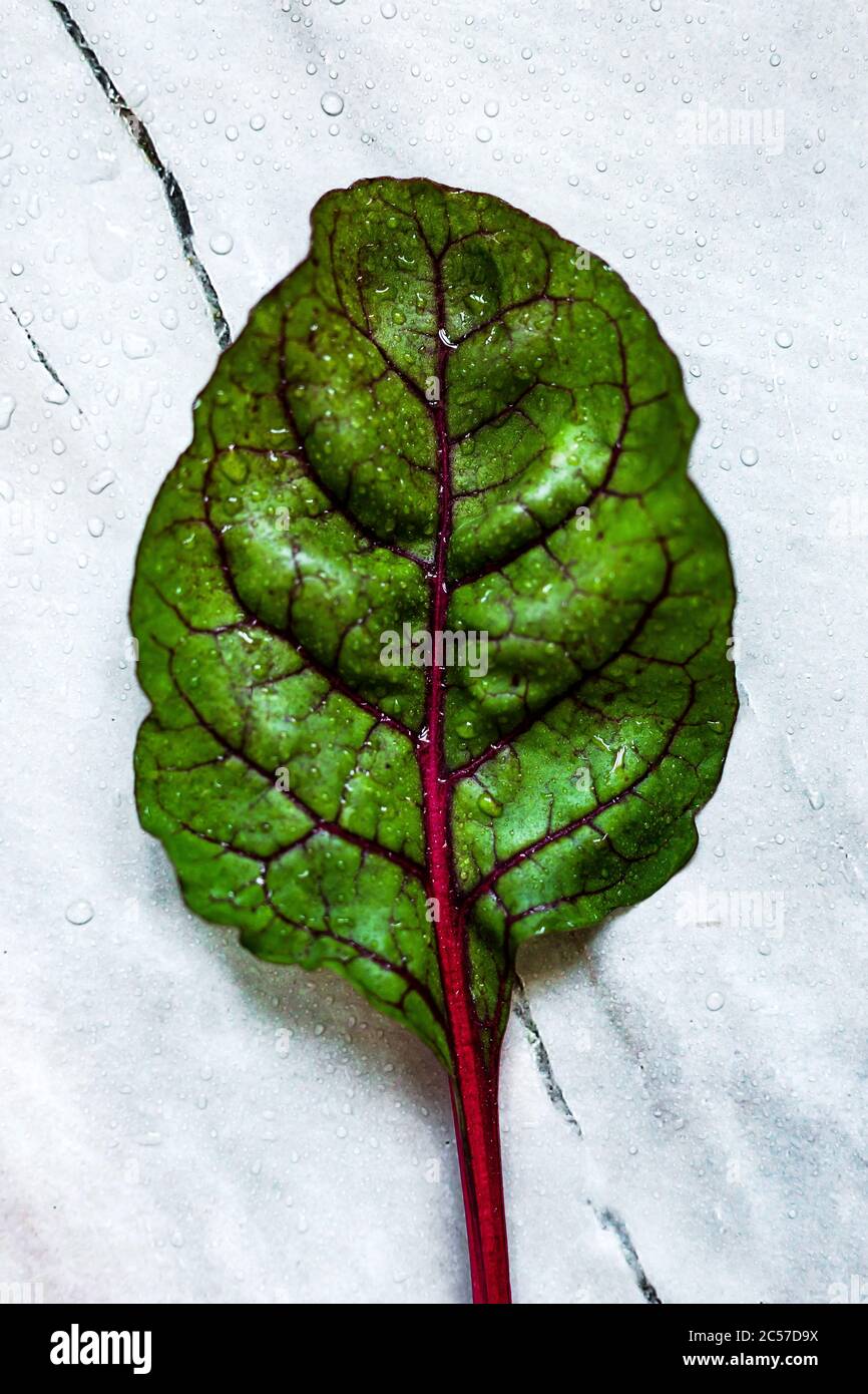 Ein mangold Blatt auf Marmorboden, Draufsicht Stockfoto