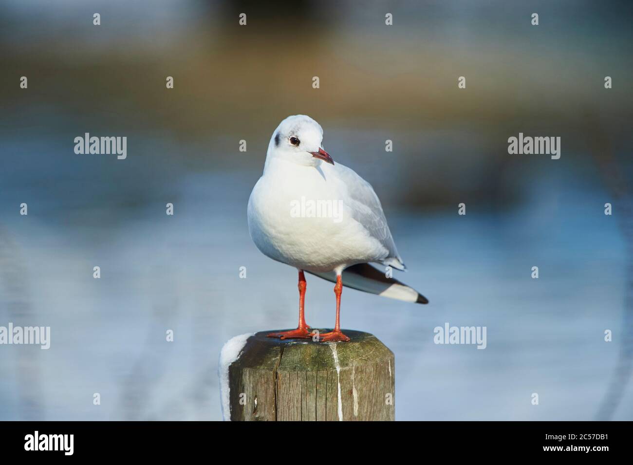 Schwarzkopfmöwe (Chroicocephalus ridibundus) sitzt auf Holzpfosten, Franken, Bayern, Deutschland Stockfoto