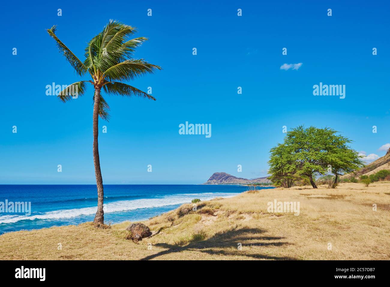 Kokospalme oder Kokospalme (Cocos nucifera), Kahe Point Beach Park, Hawaii, USA Stockfoto