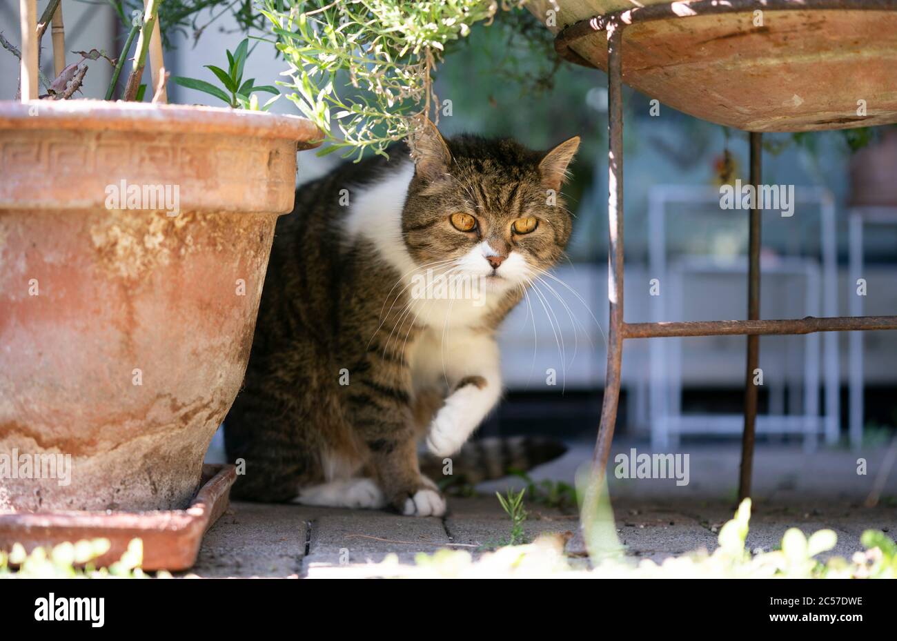 Tabby weiße britische Kurzhaarkatze, die neben Pflanztöpfen auf der Terrasse ruht Stockfoto