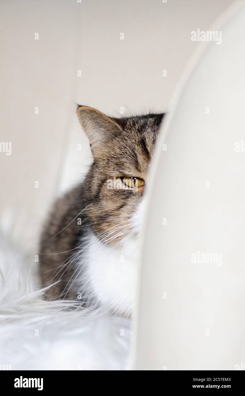 Das halbe Gesicht einer gestromten weißen britischen Kurzhaarkatze, die auf einem beigen Sofa ruht und die Kamera anschaut Stockfoto