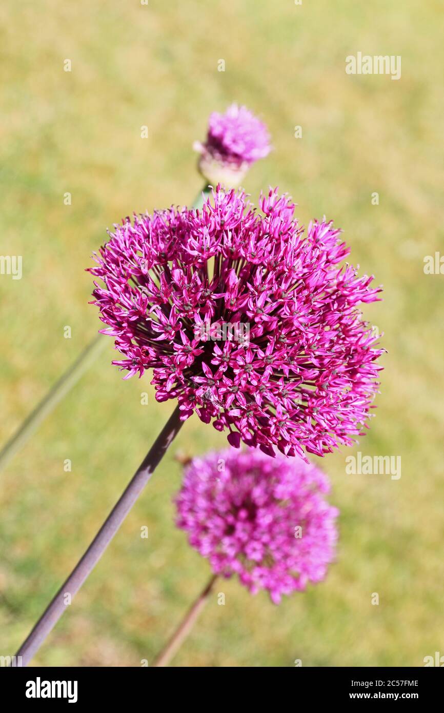 Allium Purple Sensation Blumen Stockfoto