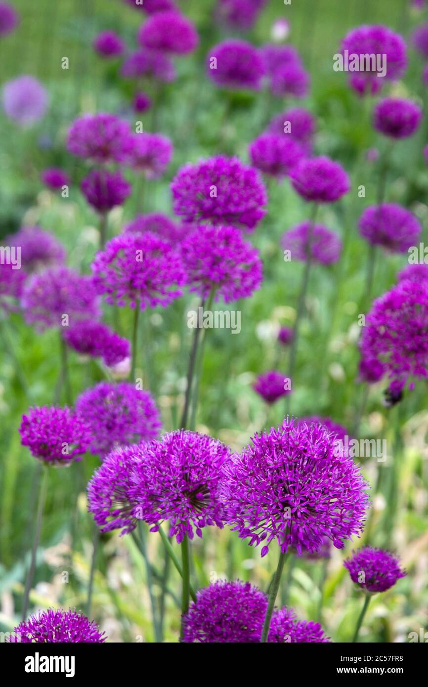 Allium Purple Sensation Blumen Stockfoto