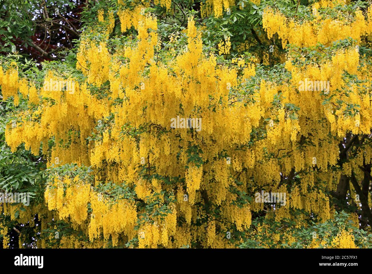 Goldregen Baum in Blüte Stockfoto