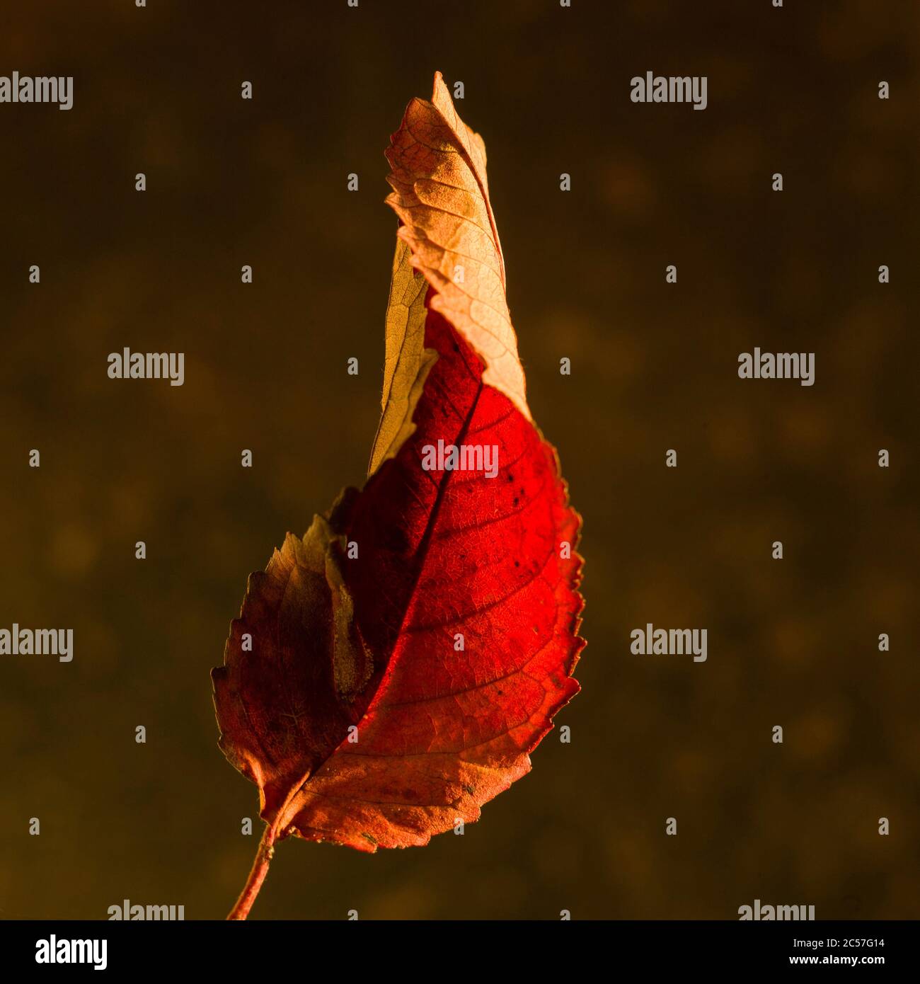 Rotes Herbstblatt auf verschwommenem Hintergrund Stockfoto