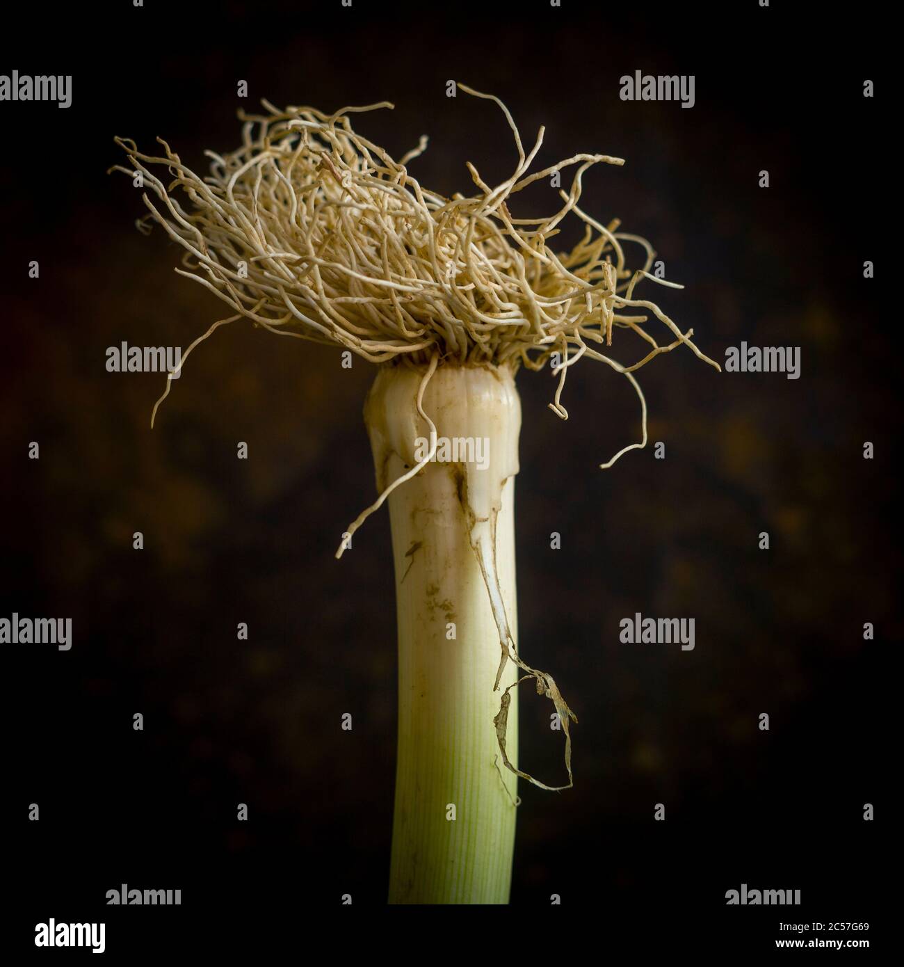 Nahaufnahme der Wurzeln des Wilden Lauch, Allium ampeloprasum, isoliert auf einem braunen Hintergrund Stockfoto